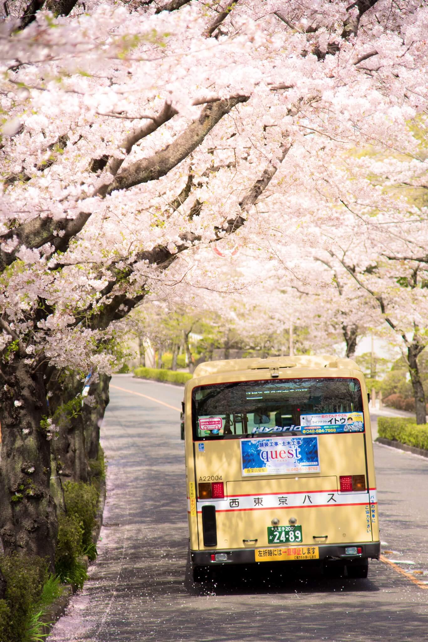 満開の桜に囲まれた道を走るバスが写る春の風景。花びらが舞う中、日常と季節の美しさが交差する、街の魅力を感じる一枚。