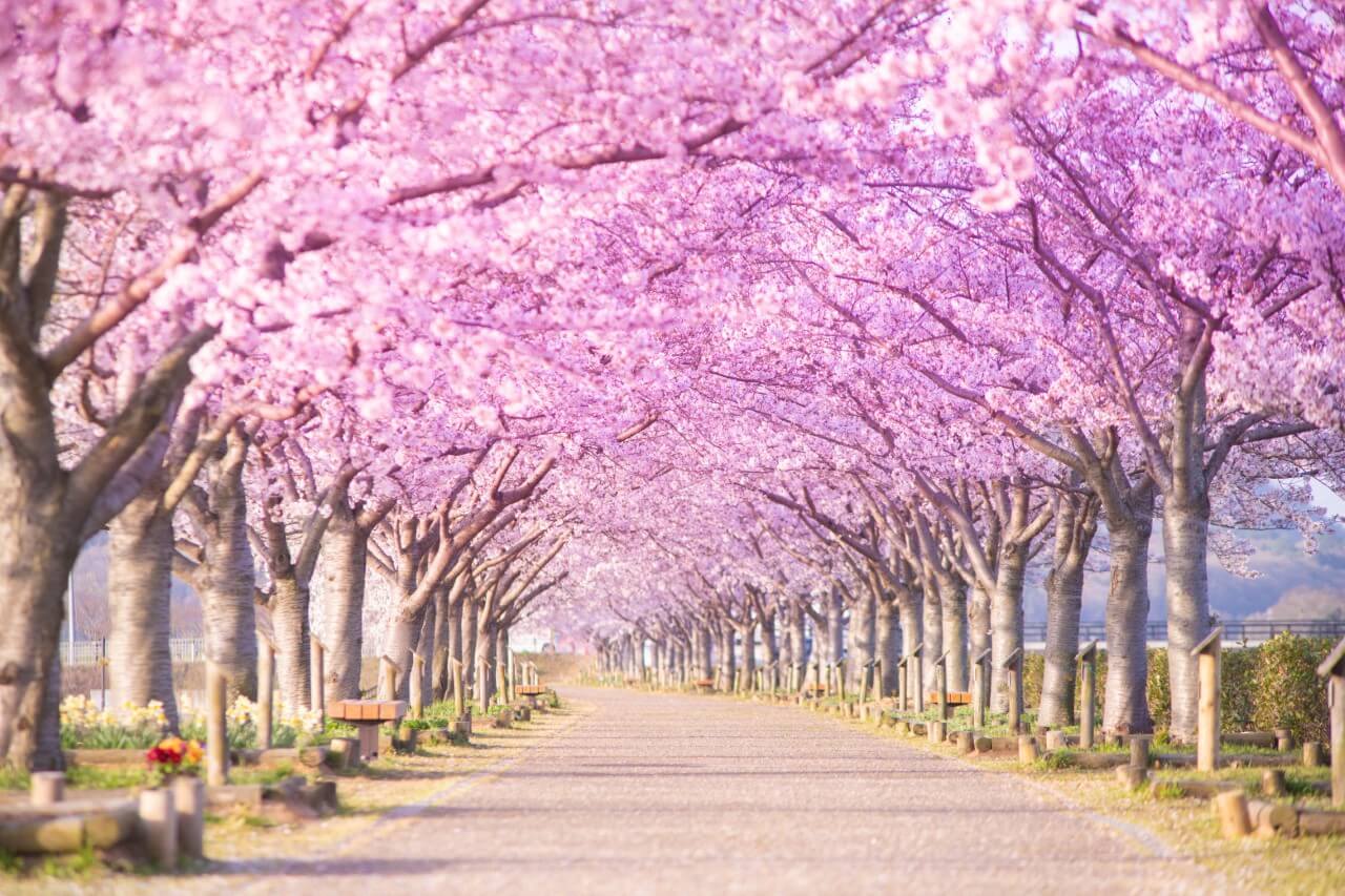 満開の桜がアーチ状に広がる並木道が写る春の風景。花のトンネルが続く構図が美しく、歩きたくなる穏やかな空間を演出する写真。