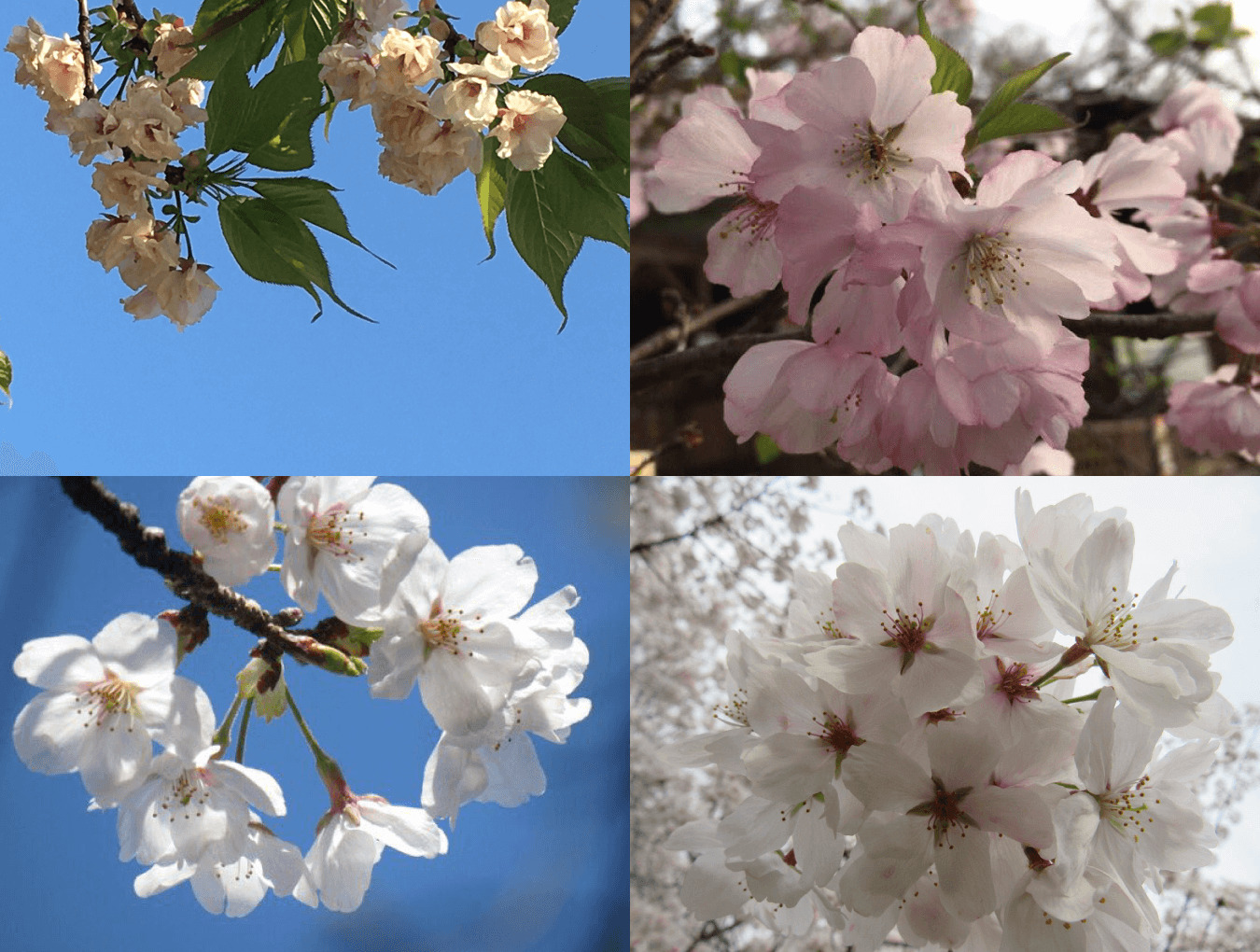 様々な桜が枝に咲き誇る春のクローズアップ写真。繊細な花びら細部まで美しく写され、季節のやさしさと自然の豊かさを感じる。