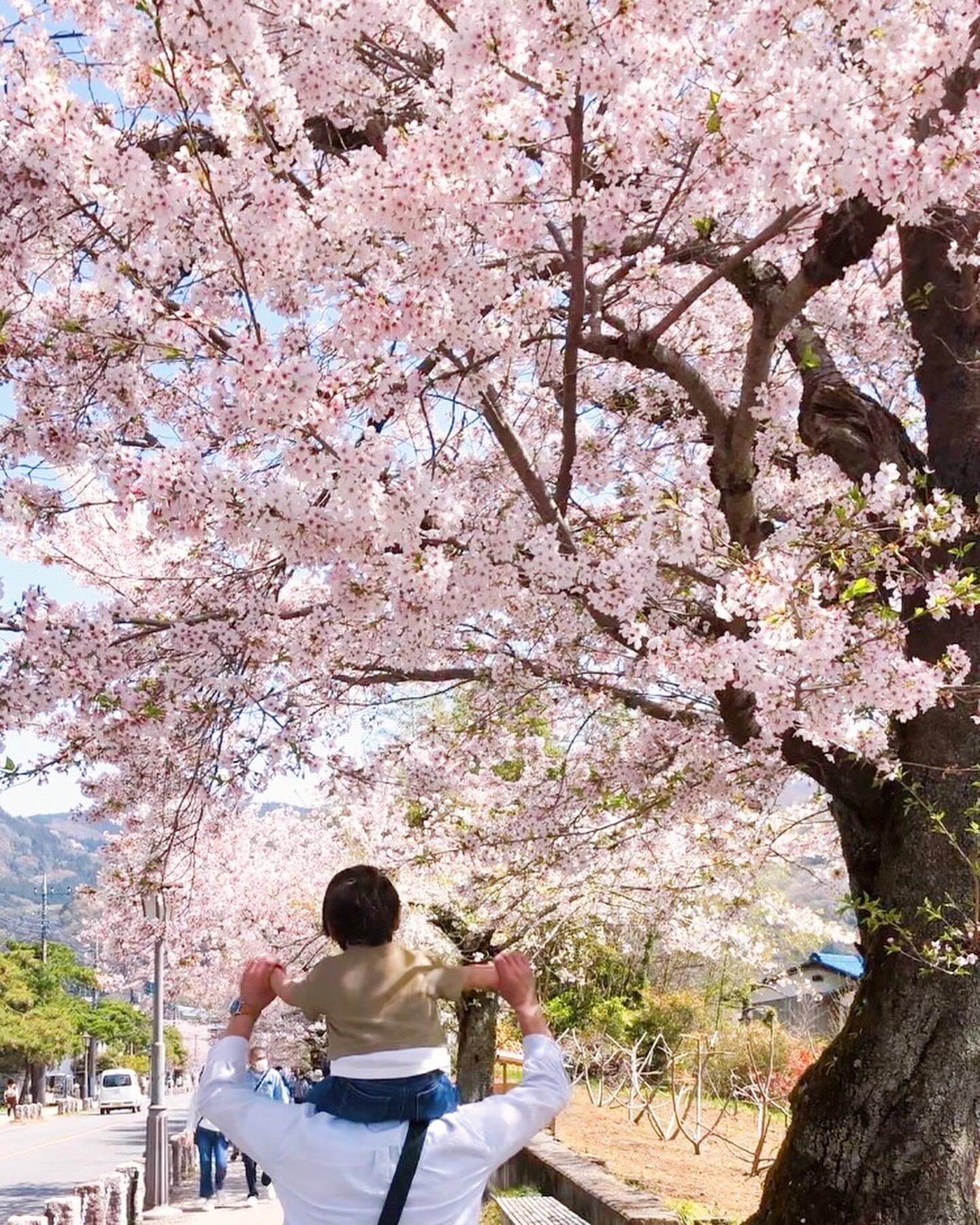 満開の桜並木の道を肩車された人物が歩く春の風景。花のトンネルの中で交わされる笑顔が、季節の喜びと家族の絆を伝える一枚。