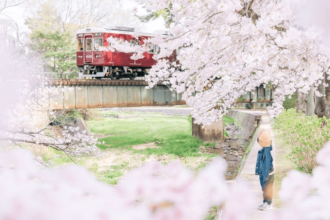 満開の桜に囲まれた阪急電車が橋を渡る春の風景。マルーンの電車と自然の花が調和し、地域の魅力と季節感を伝える一枚。