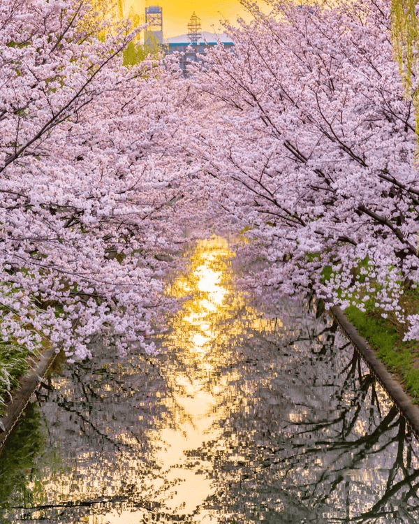 夕日が差し込む水辺に桜が咲き誇り、水面に花が映る幻想的な春の風景。光と自然が調和した、静けさと美しさが漂う一枚。