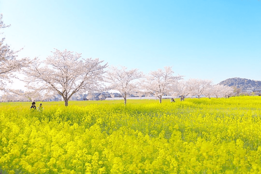 黄色い菜の花と白い桜が広がる春の風景。青空の下、色彩豊かな自然が広がり、季節のにぎわいと美しさを感じる写真。
