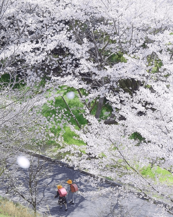 桜の枝が覆う小道を歩く子どもたちが写る春の風景。上空からの視点で、緑と花が調和した穏やかな空間が広がる一枚。