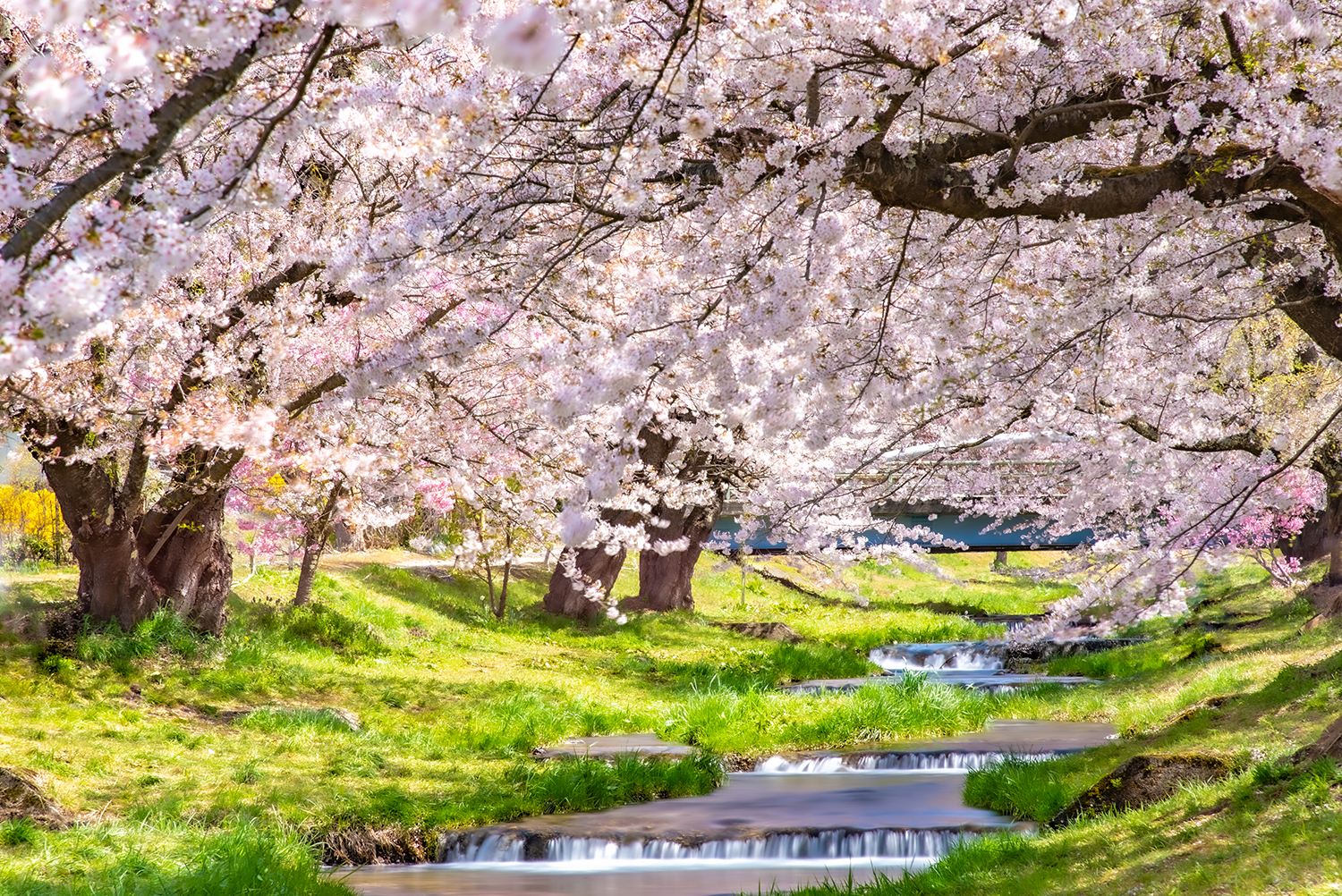 両岸に桜が咲き誇る小川が流れる春の風景。緑の草と水の流れが調和し、静けさと自然の美しさが感じられる一枚。