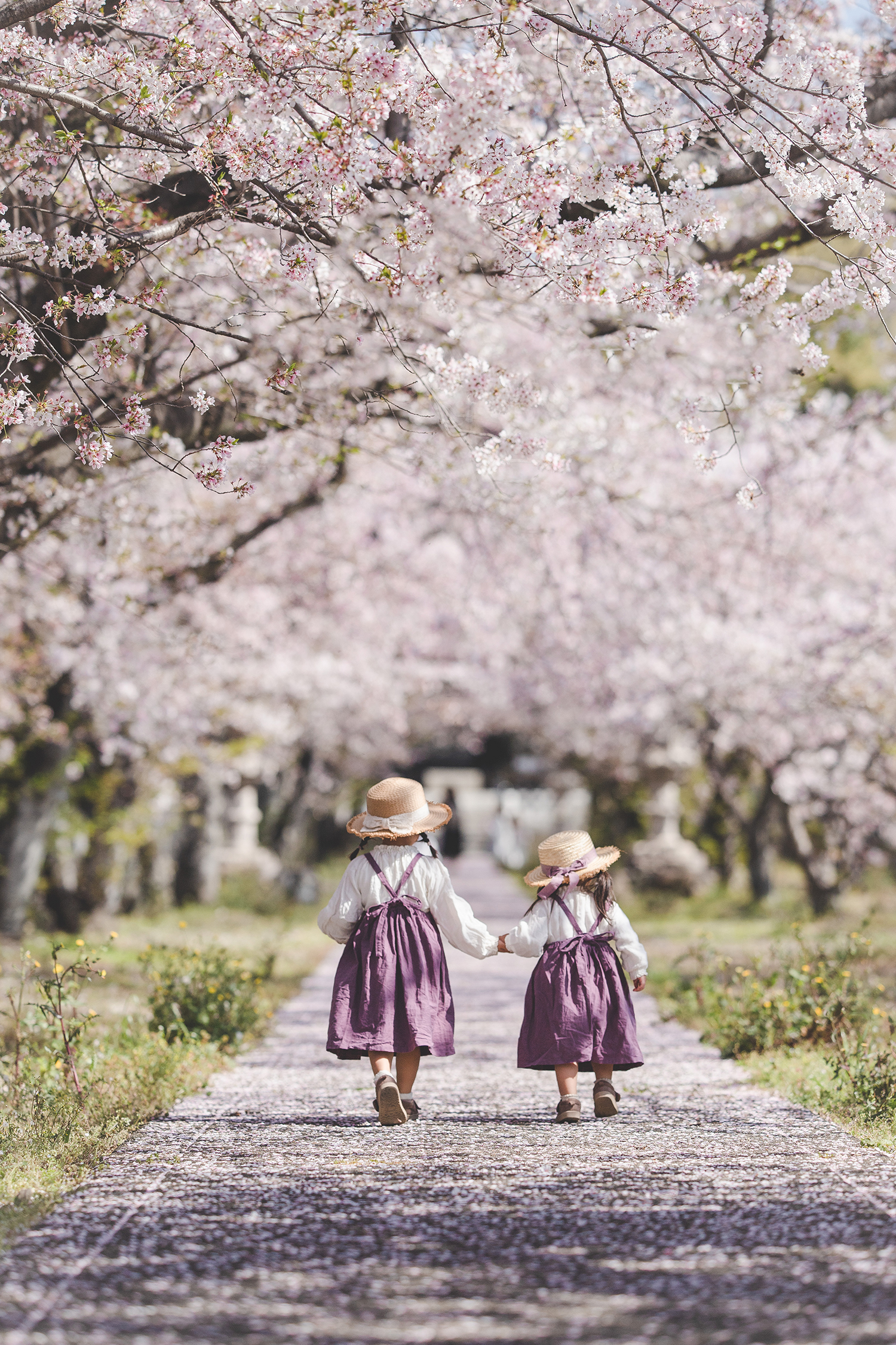 満開の桜並木の道を手をつないで歩く姉妹が写る春の風景。花のトンネルの中で過ごす、やさしくて心温まる瞬間を捉えた写真。