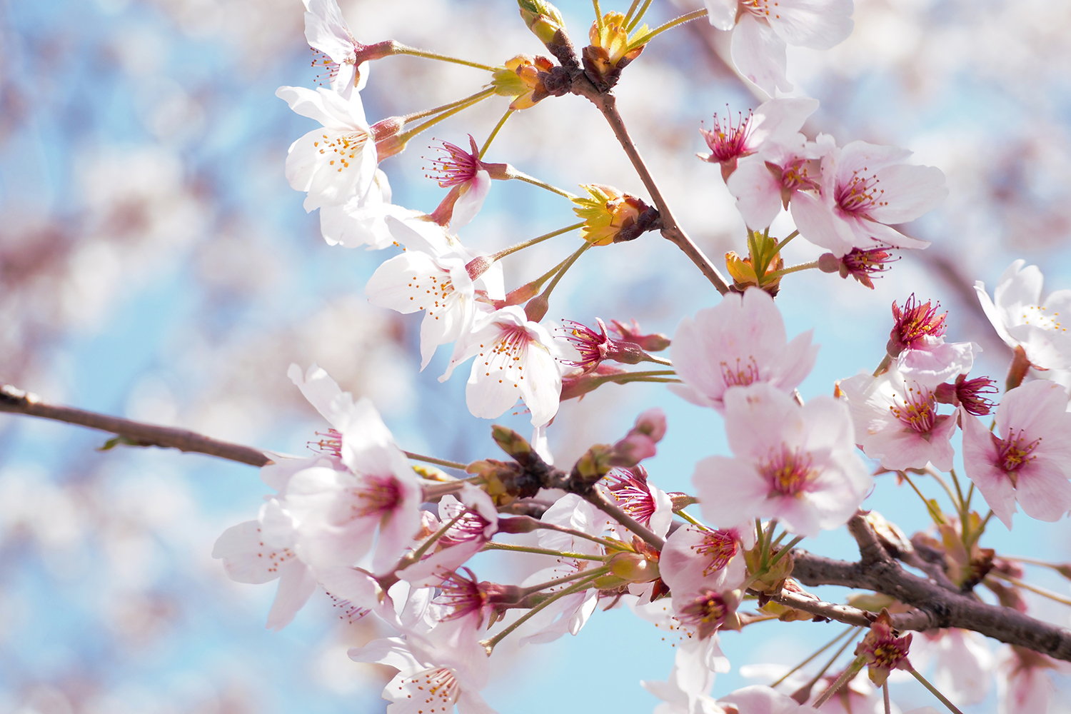 青空を背景に、淡いピンク色の桜の花が枝に咲き誇る春のクローズアップ写真。繊細な花びらが季節のやさしさを伝える一枚。