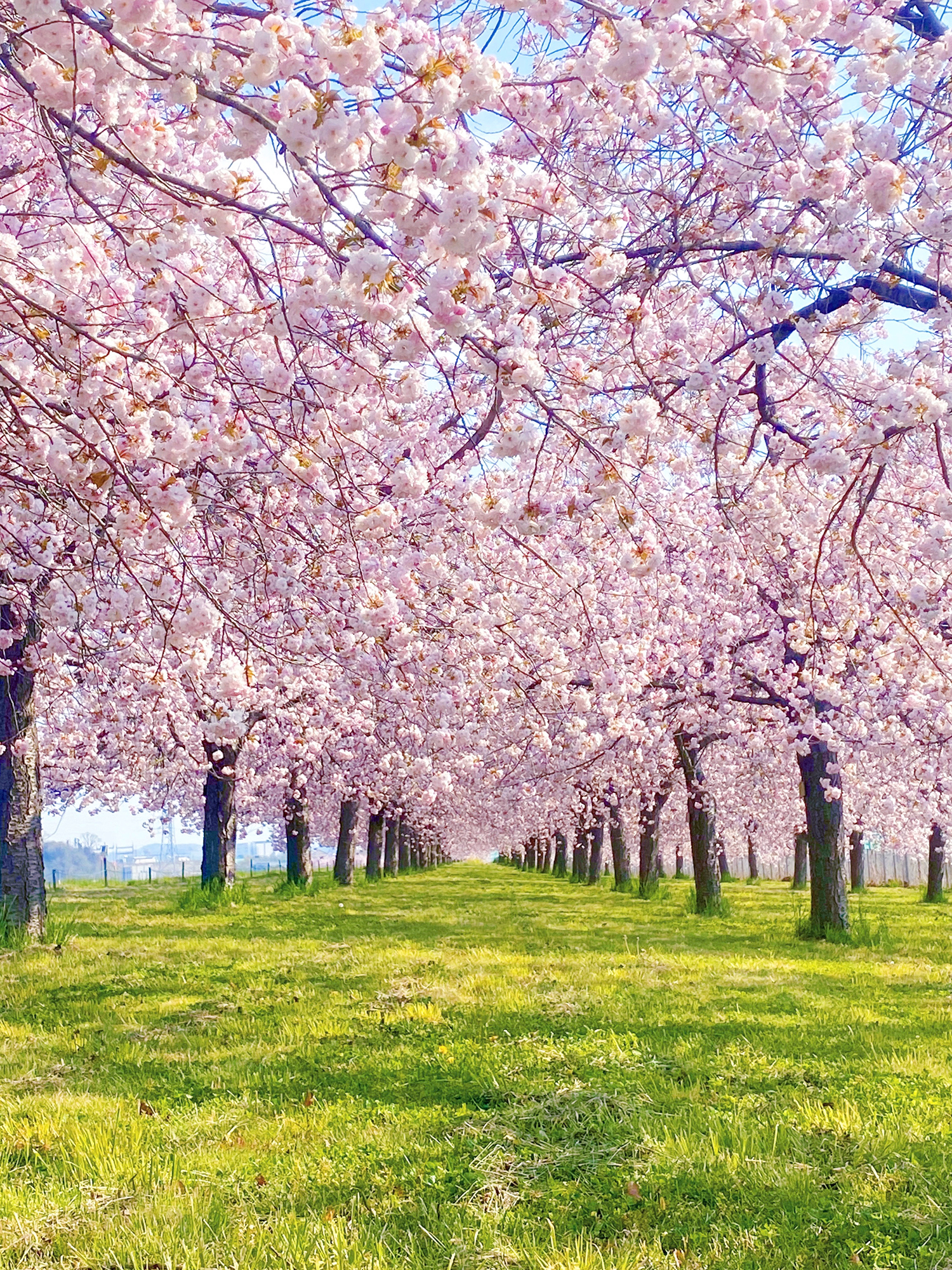満開の桜が道の両側からアーチ状に広がり、トンネルのような空間を作る春の風景。幻想的で静かな時間が流れる美しい一枚。