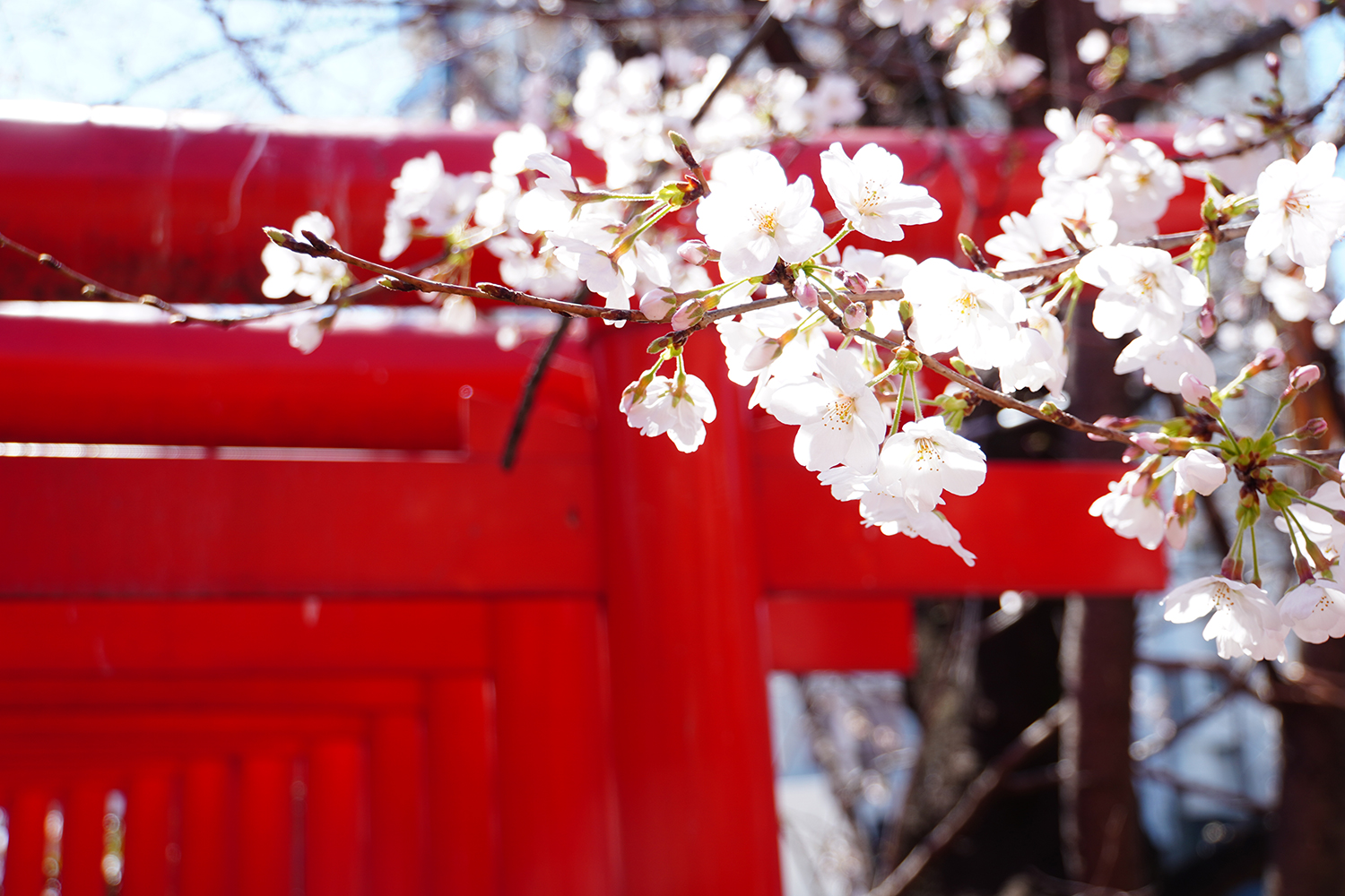 赤い鳥居を背景に咲き誇る桜の花が、日本の春の風景を象徴する一枚。伝統的な建築と自然の美しさが調和した印象的な写真。