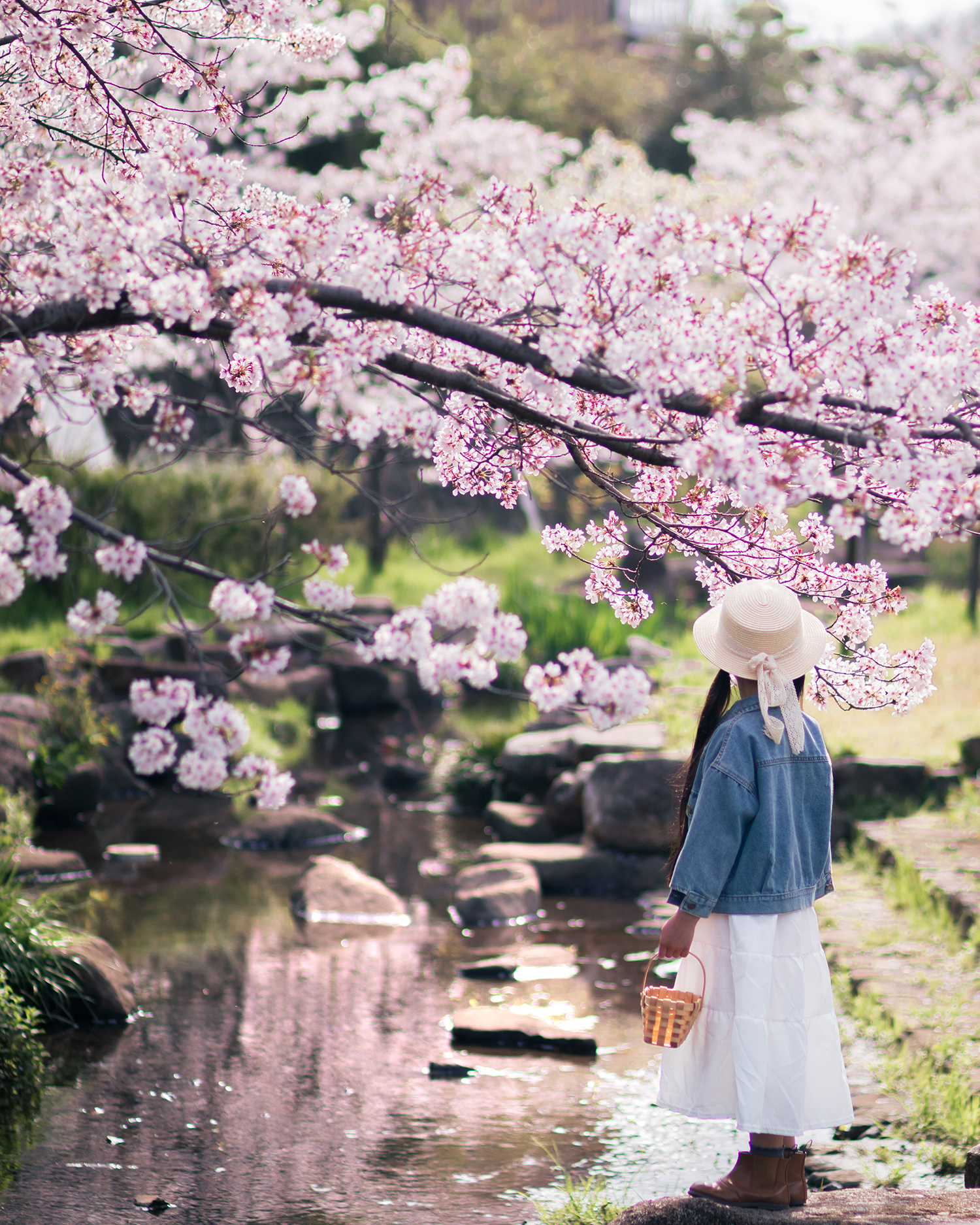 満開の桜が川辺にアーチ状に広がる中、バスケットを持った人物が立つ春の風景。自然の中で過ごす静かな時間が感じられる写真。
