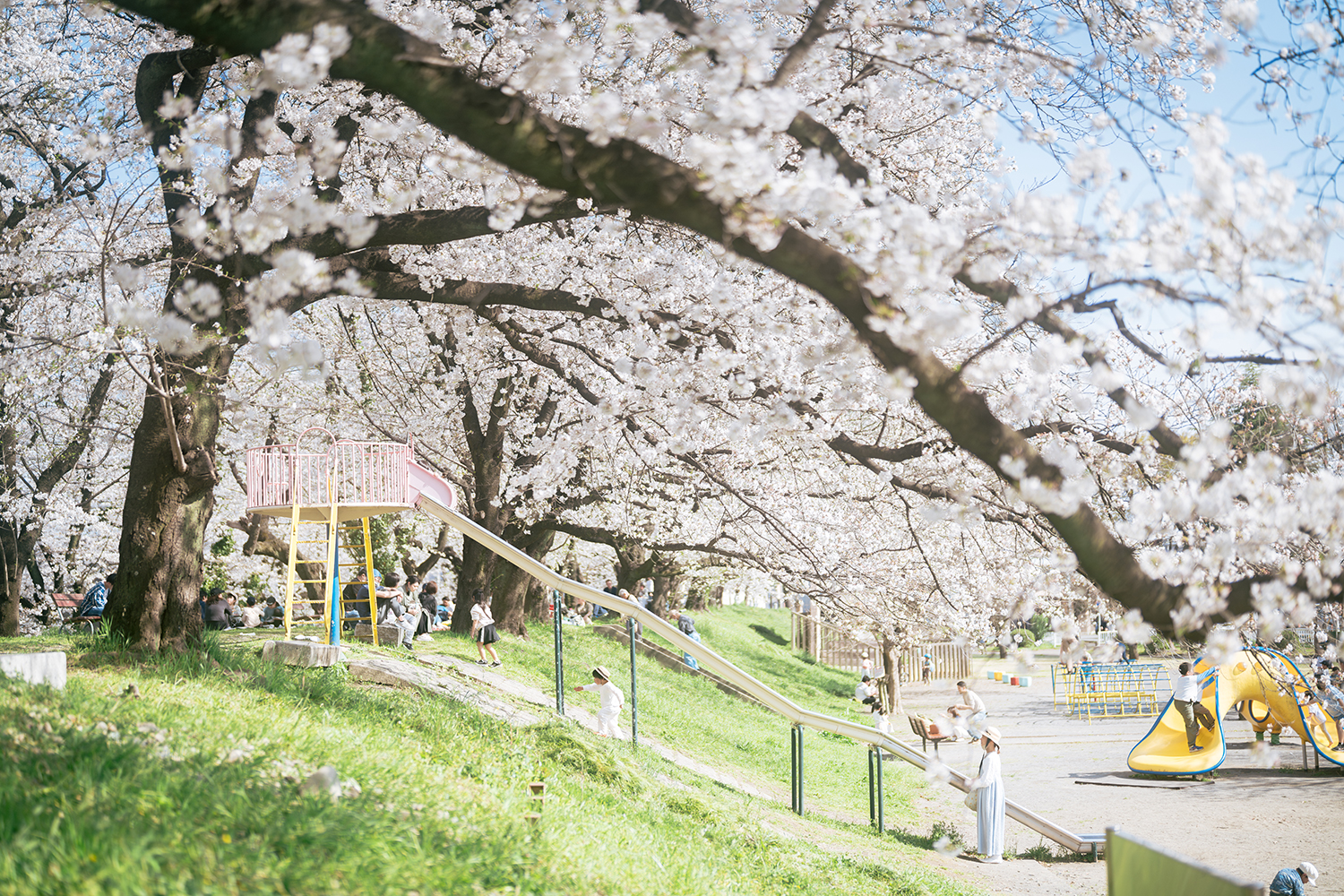 桜が咲き誇る公園で遊ぶ子どもたちの姿が写る春の風景。遊具と花が並び、地域の春のにぎわいを感じる写真。