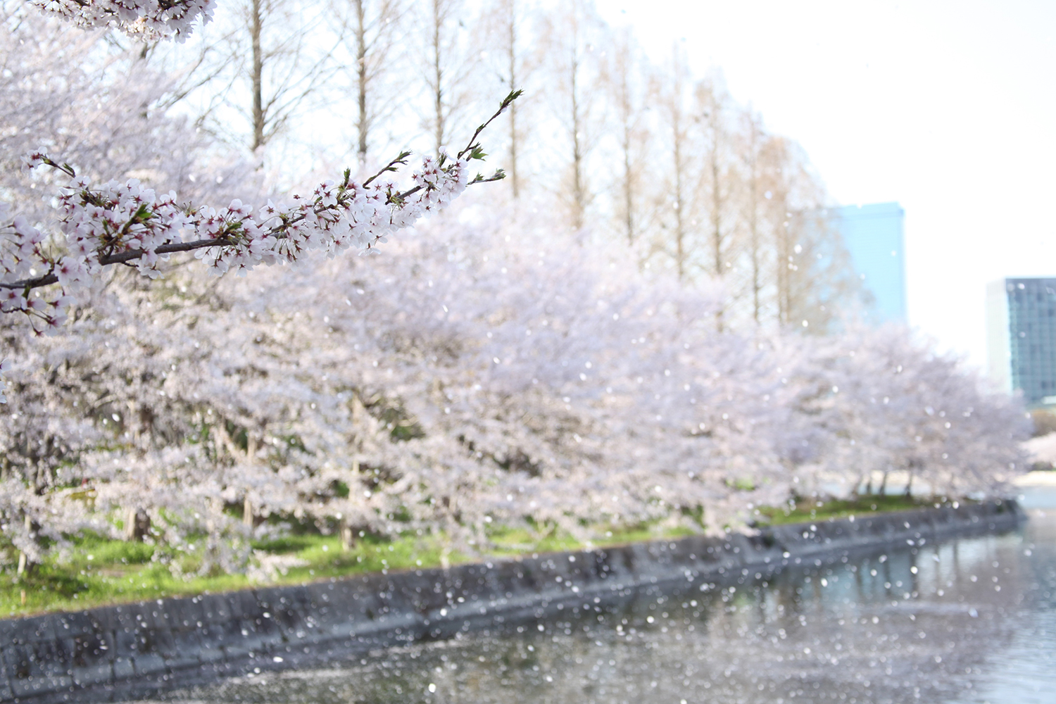 川辺に咲く桜の木々から花びらが舞い落ちる幻想的な春の風景。空気に漂う花びらが季節の儚さと美しさを伝える一枚。
