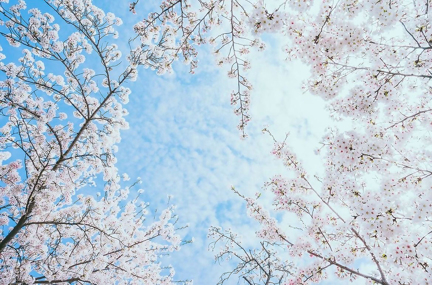 青空を背景に広がる桜の枝が春の爽やかさを演出する風景。ピンクの花と空のコントラストが美しく、季節の訪れを感じる写真。