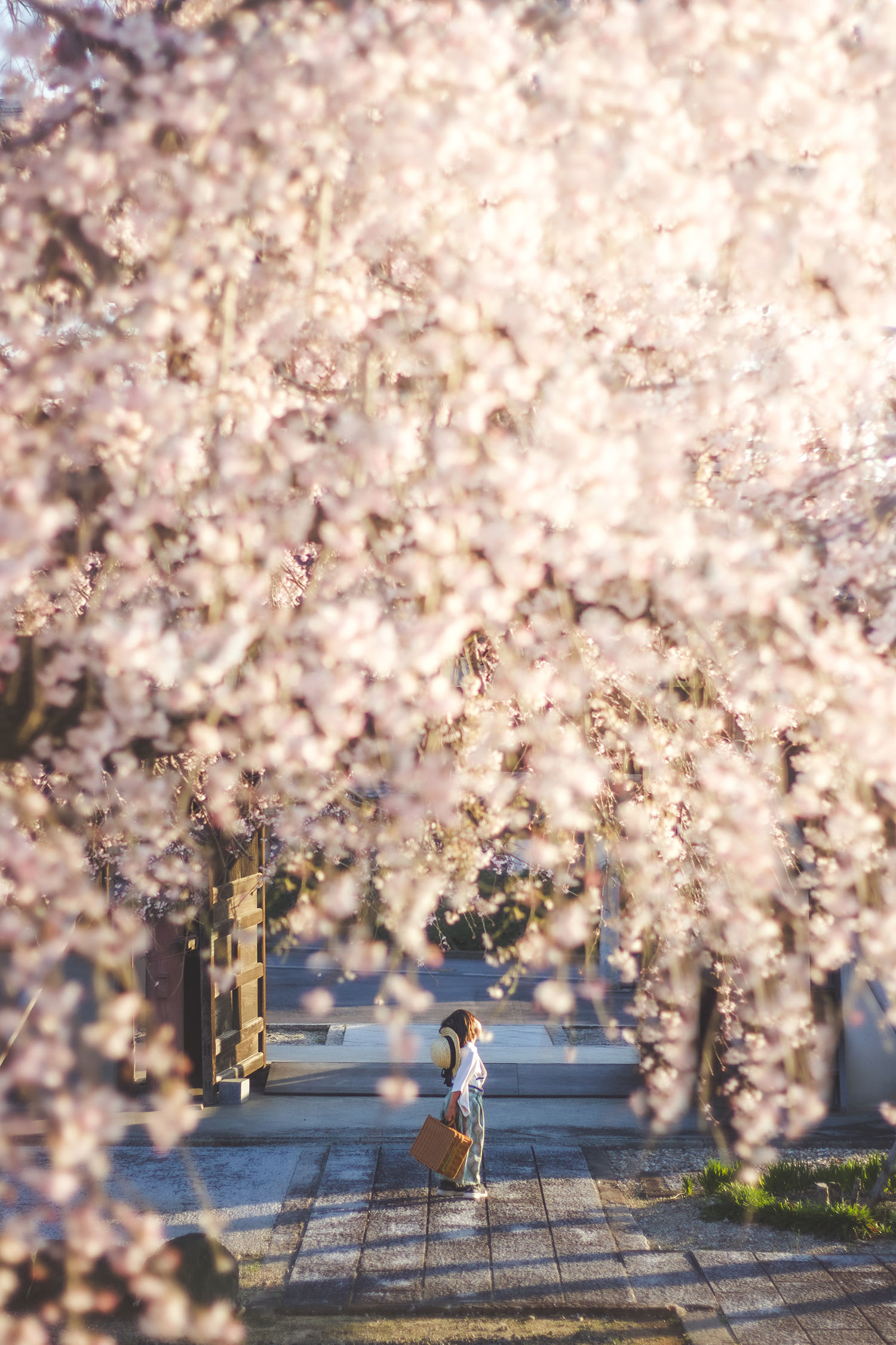 垂れ下がる桜の花々がトンネルのように見えその奥に子供が写る春の風景。幻想的な空間が季節の美しさを際立たせる写真。