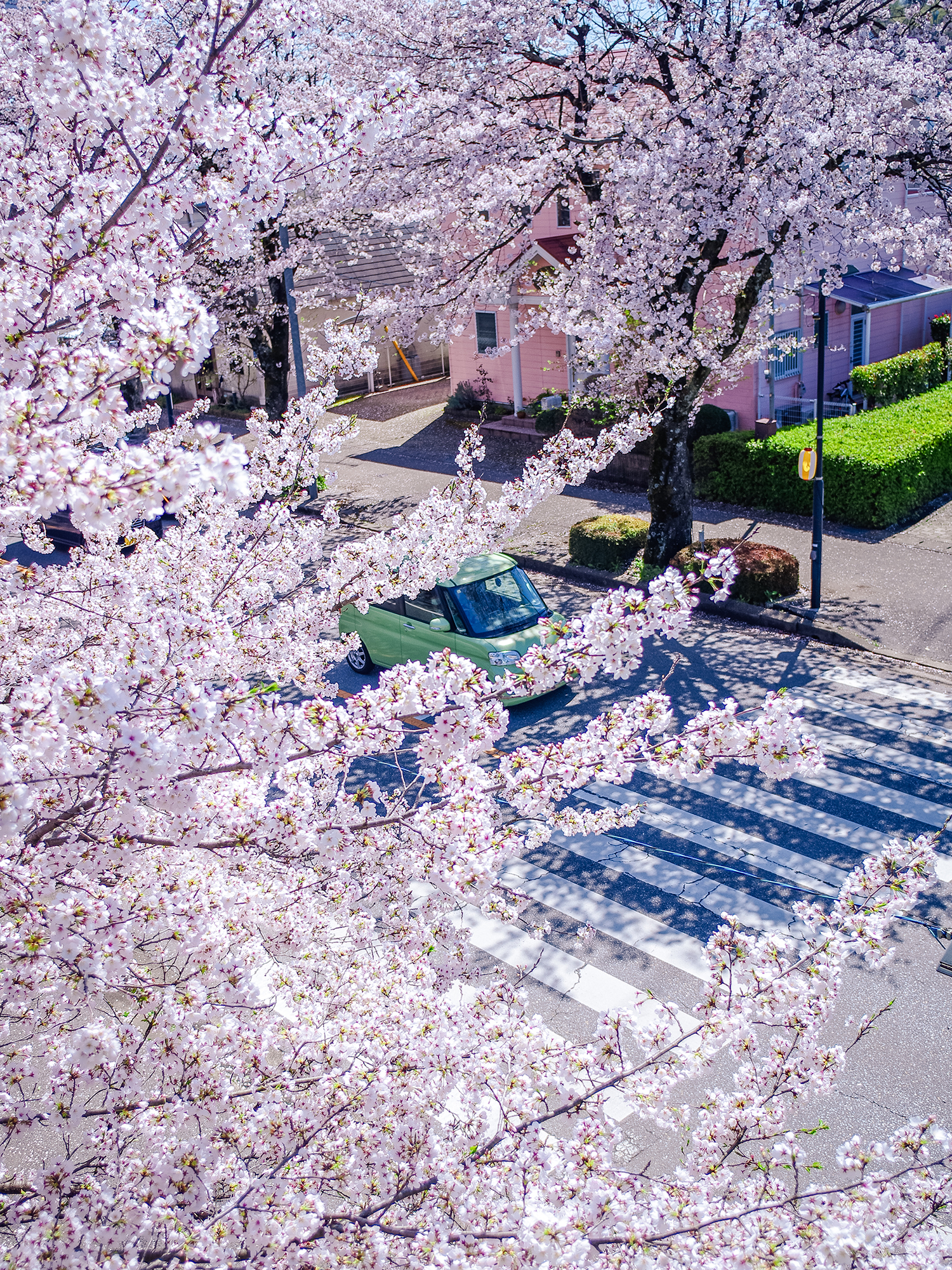 満開の桜並木が続く住宅街の通りを緑色の車が走る春の風景。ピンクの家と桜の花が調和し、季節の彩りを感じる一枚。