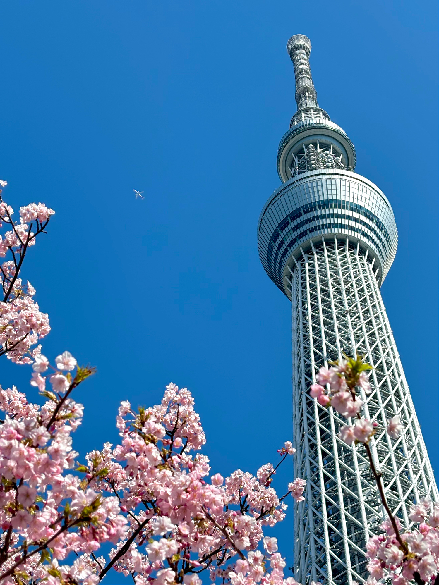 東京スカイツリーを背景に、満開の桜が広がる春の風景。都市のシンボルと季節の花が共演する、印象的な構図の写真。