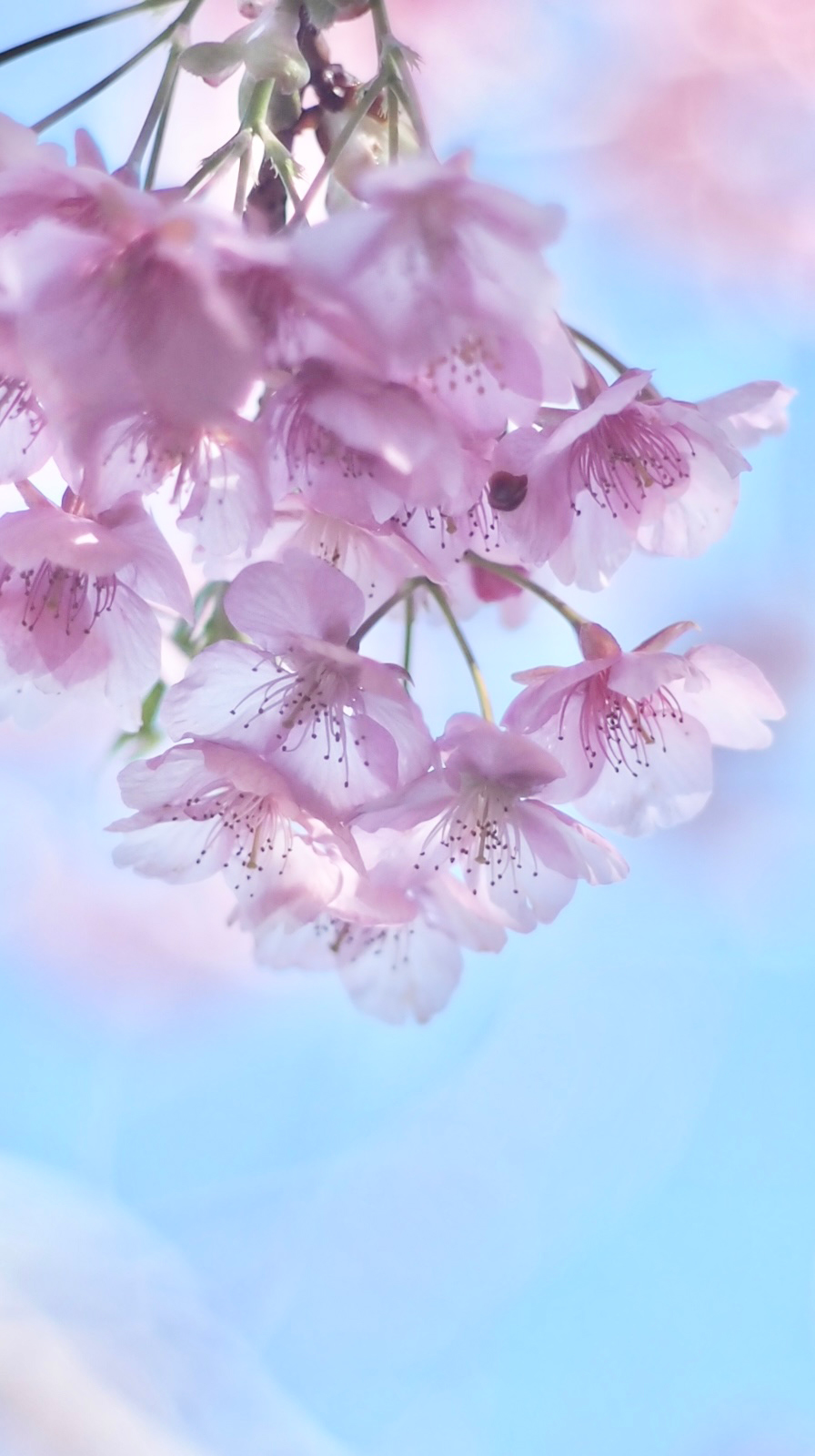 繊細な桜の花びらが枝に咲き誇る春のクローズアップ写真。背景の柔らかなぼかしが花の美しさを際立たせる一枚。