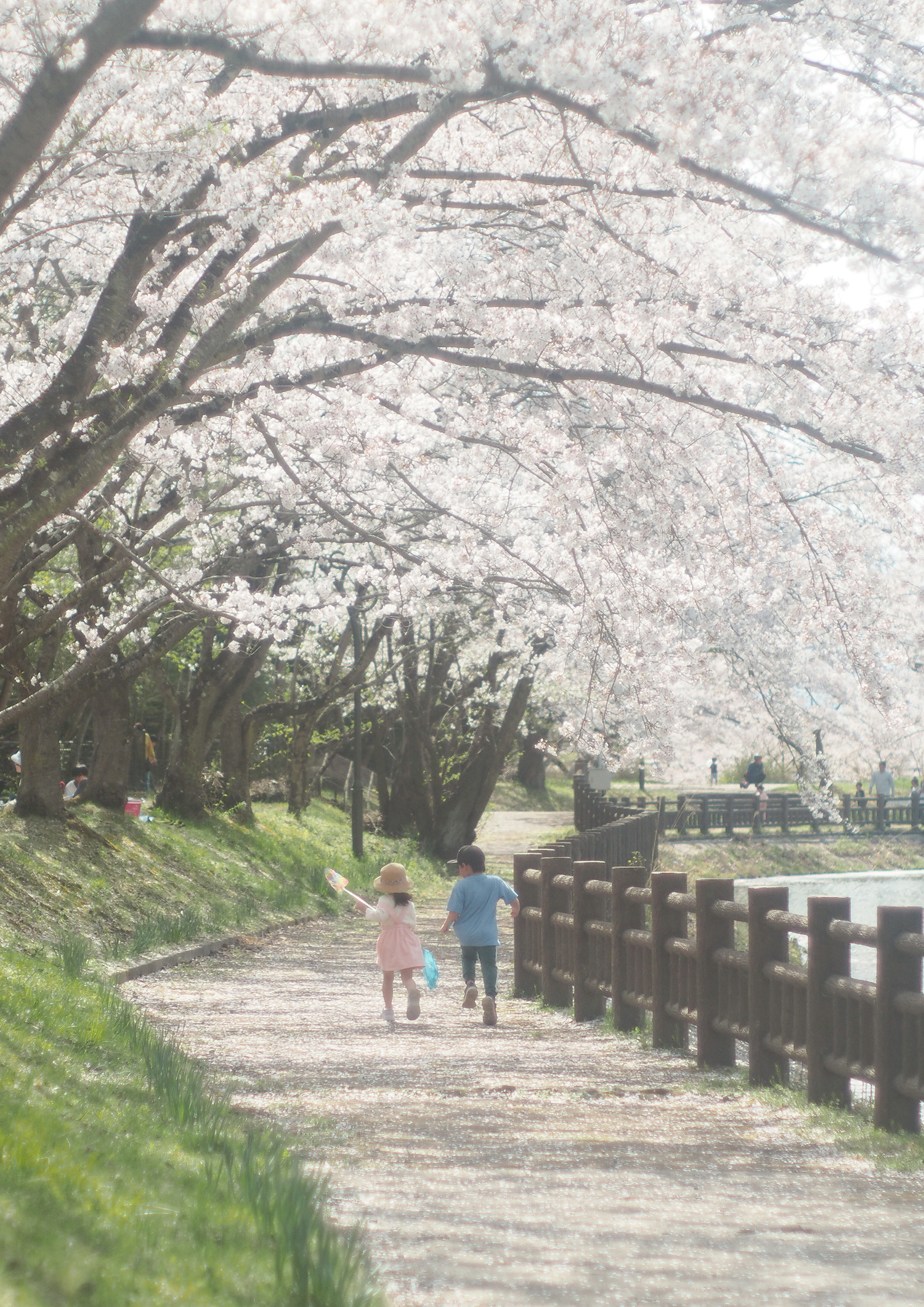 満開の桜並木の道を歩く二人の子どもが写る春の風景。ピンクの花が空を覆い、穏やかな季節の空気が漂う一枚。