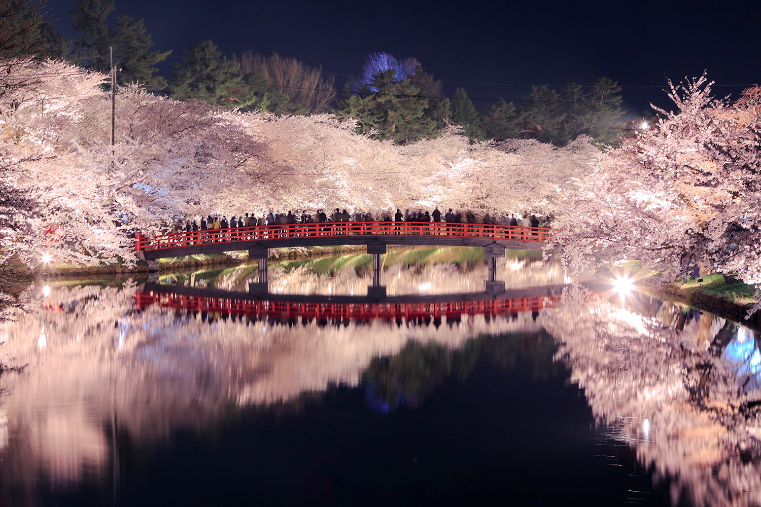 夜にライトアップされた赤い橋と満開の桜が水面に映る幻想的な風景。静かな水辺に広がる春の美しさが印象的な一枚。