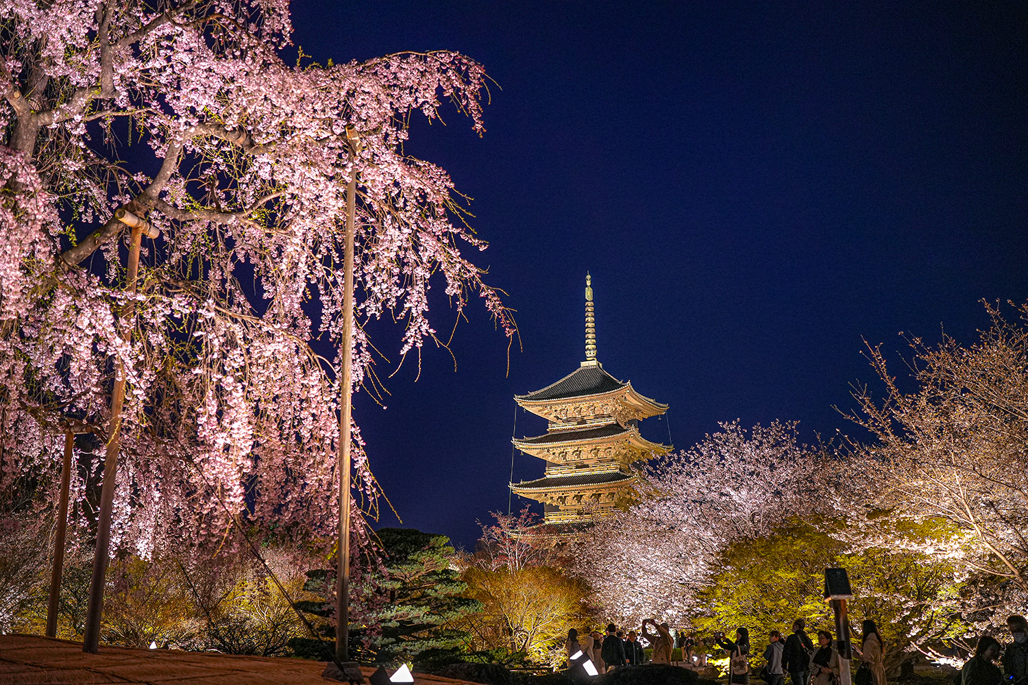 ライトアップされた五重塔と満開の桜が夜空に映える幻想的な風景。歴史的建築と季節の花が調和した美しい春の一枚。