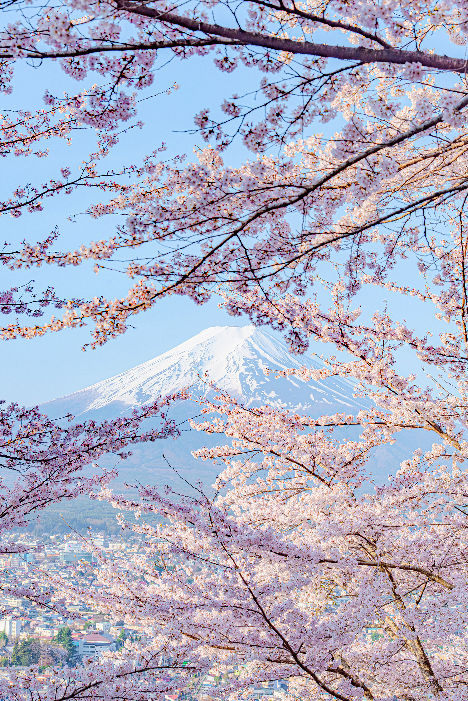 満開の桜の枝越しに望む富士山が、日本の春を象徴する風景を描く。青空と雪をかぶった山のコントラストが美しい写真。