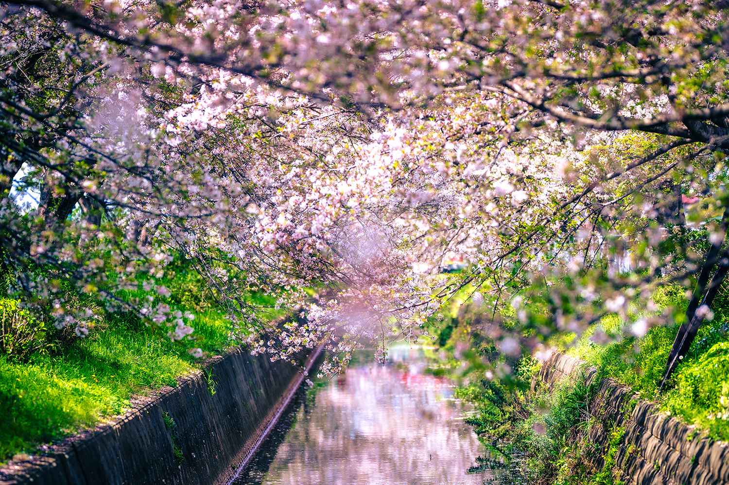 桜の枝が水路を覆うように広がり、水面に花が映る春の風景。トンネルのような構図が幻想的であり、力強さも感じる一枚。