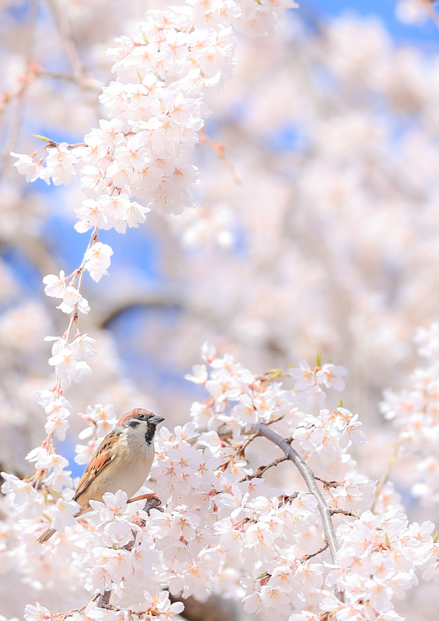 満開の桜の枝にスズメがとまり、背景には青空と花々が広がる春の自然風景。繊細な花と鳥の姿が季節のやさしさを伝える一枚。