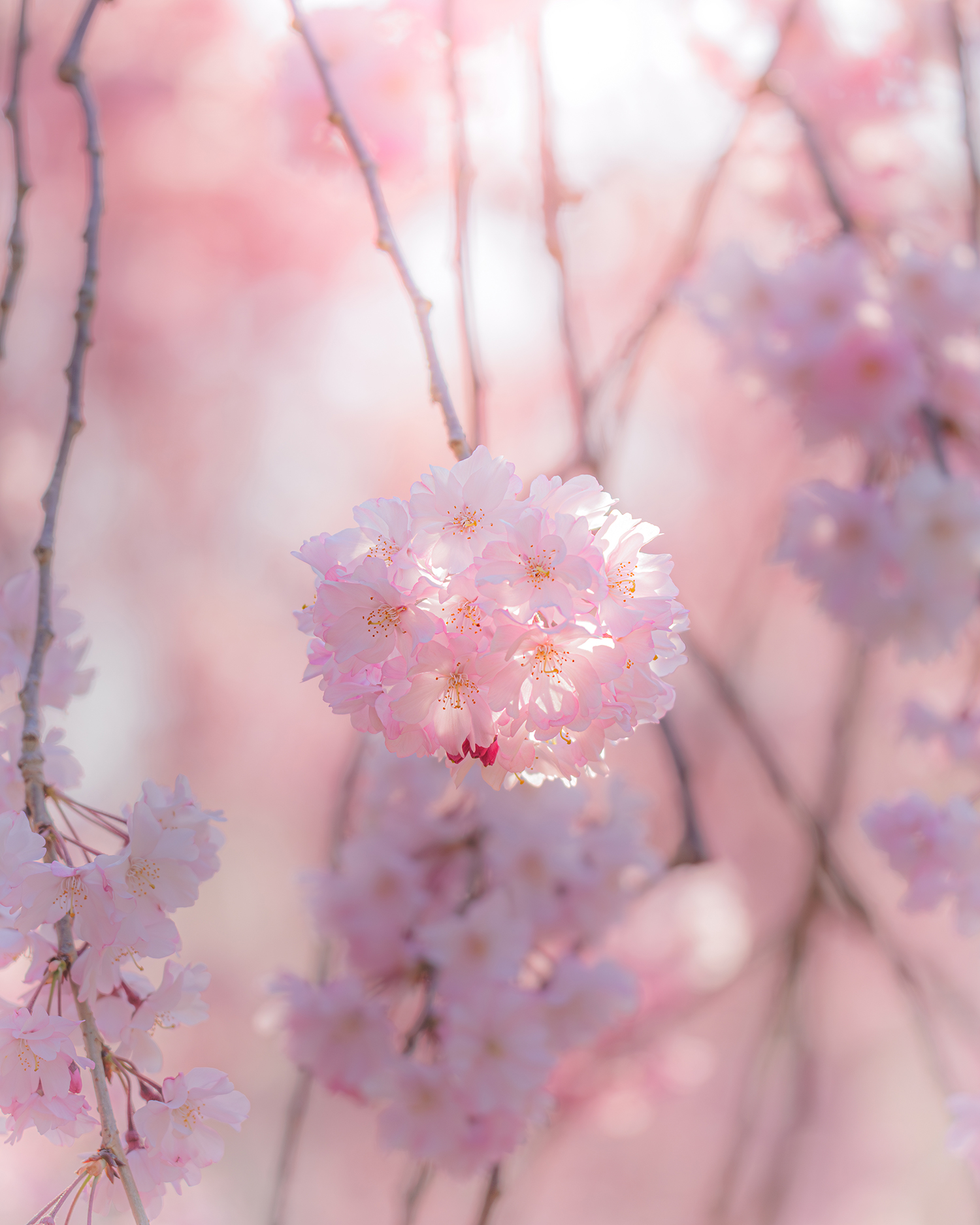 淡いピンク色の桜が満開に咲き誇る春の風景。繊細な花びらが重なり合い、春の訪れを感じさせる美しい桜のクローズアップ写真。