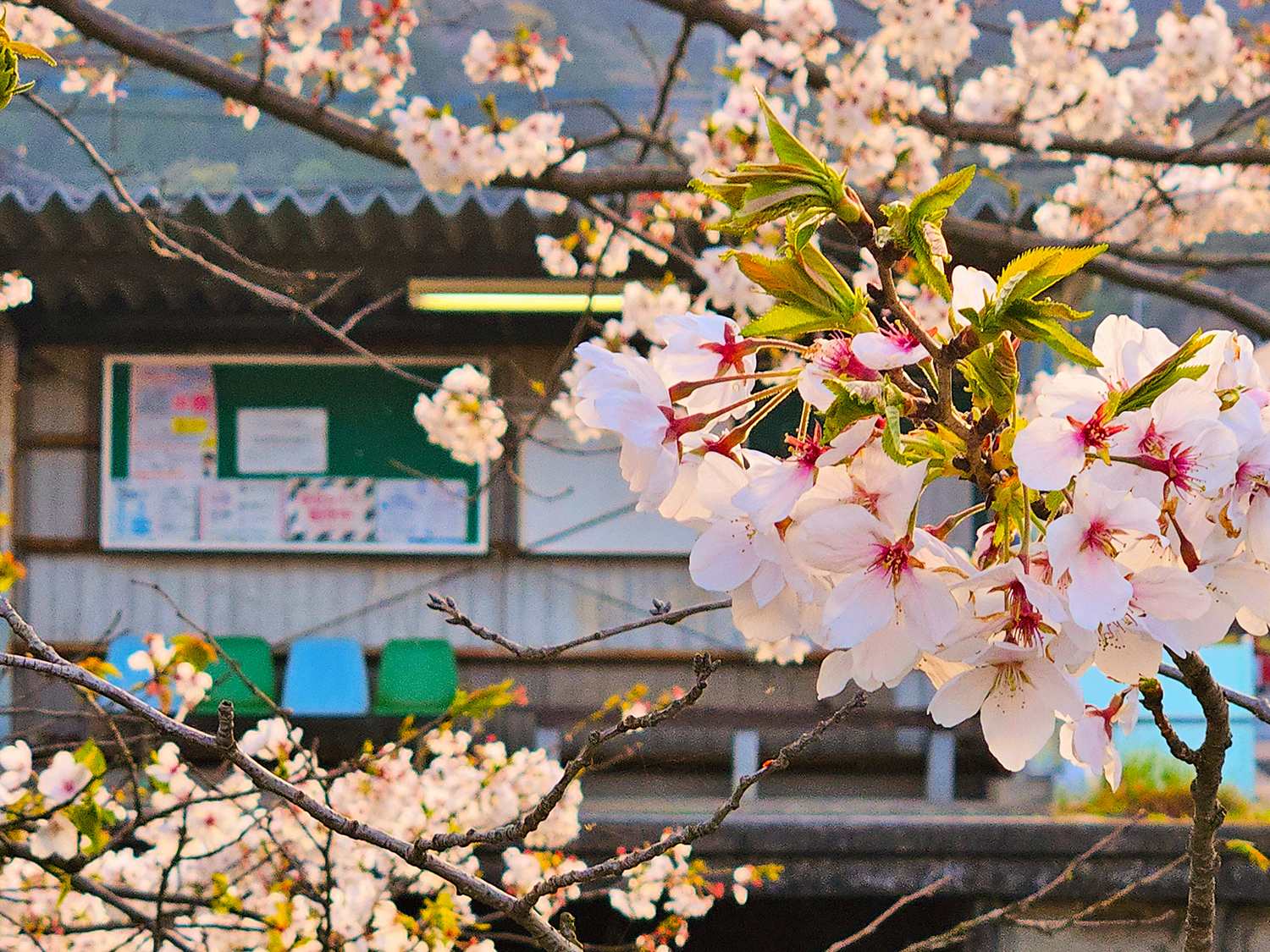 桜の花が咲き誇る中、背景には駅舎と掲示板が映る春の風景。日常の中にある季節の彩りが感じられる一枚。