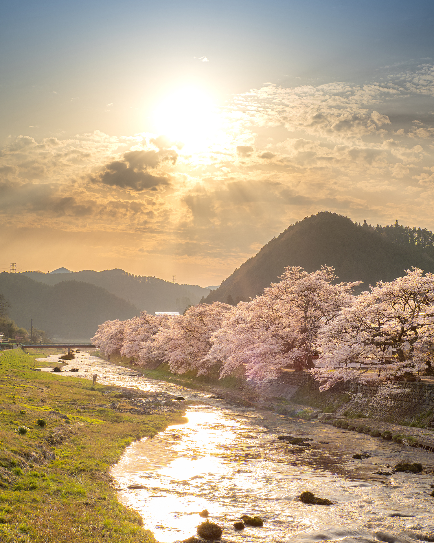 夕日が山と川を照らす中、桜並木が季節を彩る幻想的な風景。春の終わりを感じさせる静かな時間が広がる、ふるさとの絶景写真。