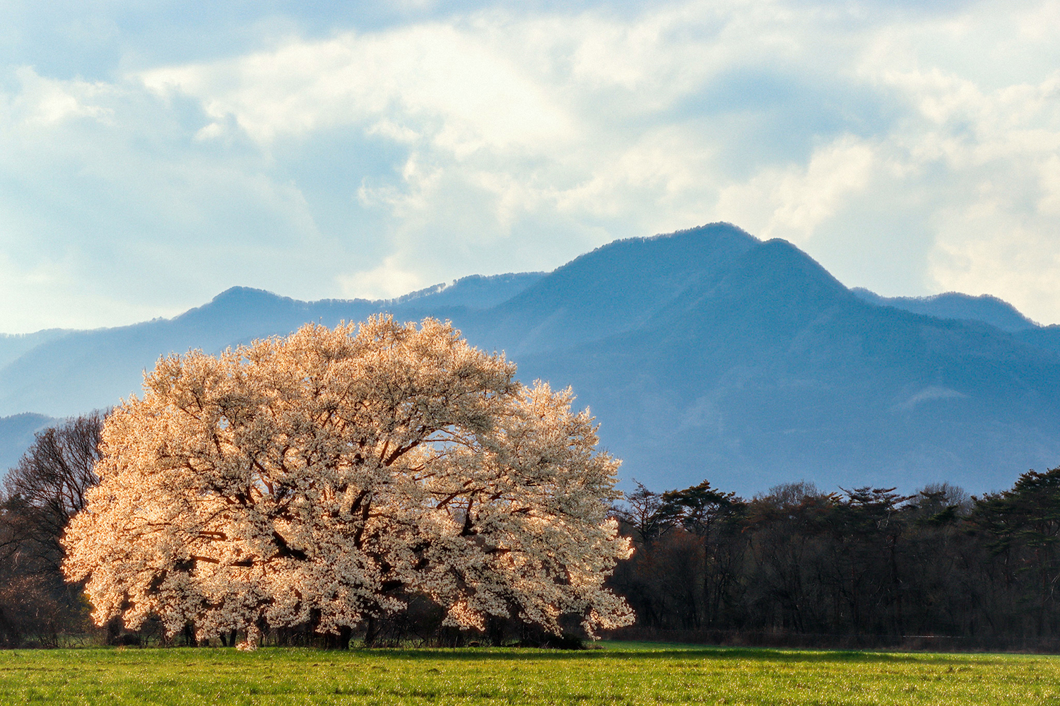 白い花が満開の大木が緑の草原に立ち、背景には青い山々と雲が広がる春の風景。自然の雄大さと季節の美しさを感じる一枚。