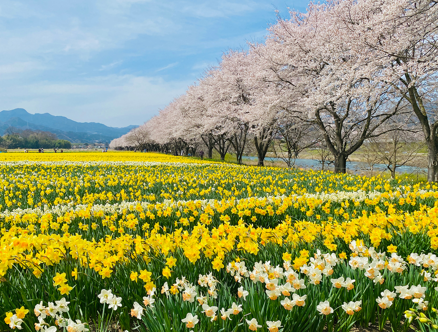 青空の下、桜並木と黄色と白の水仙畑が広がる春の風景。色とりどりの花々が咲き誇り、季節の移ろいと自然の豊かさを感じる写真。