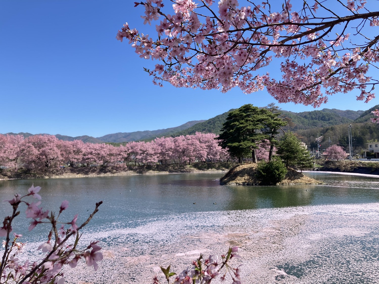 2026年入賞『六道の堤（ろくどうのつつみ）』。長野県伊那市 六道の堤で撮影。@Miso_Taikenkanさま