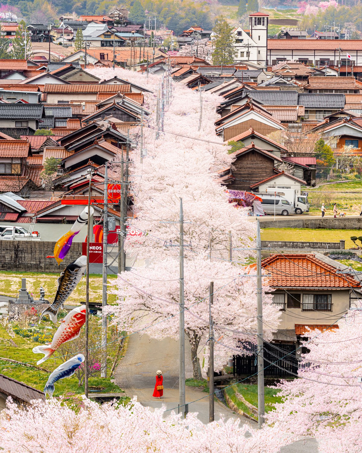 2026年入賞『日本一美しい新庄村の桜並木』。岡山県真庭郡 新庄村で撮影。@__r_grmさま