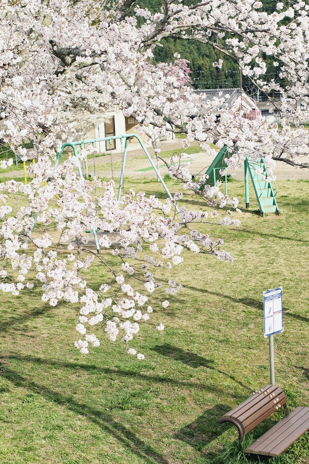 2026年入賞『桜咲く公園』。奈良県宇陀市 市内の公園で撮影。@azu_moriさま