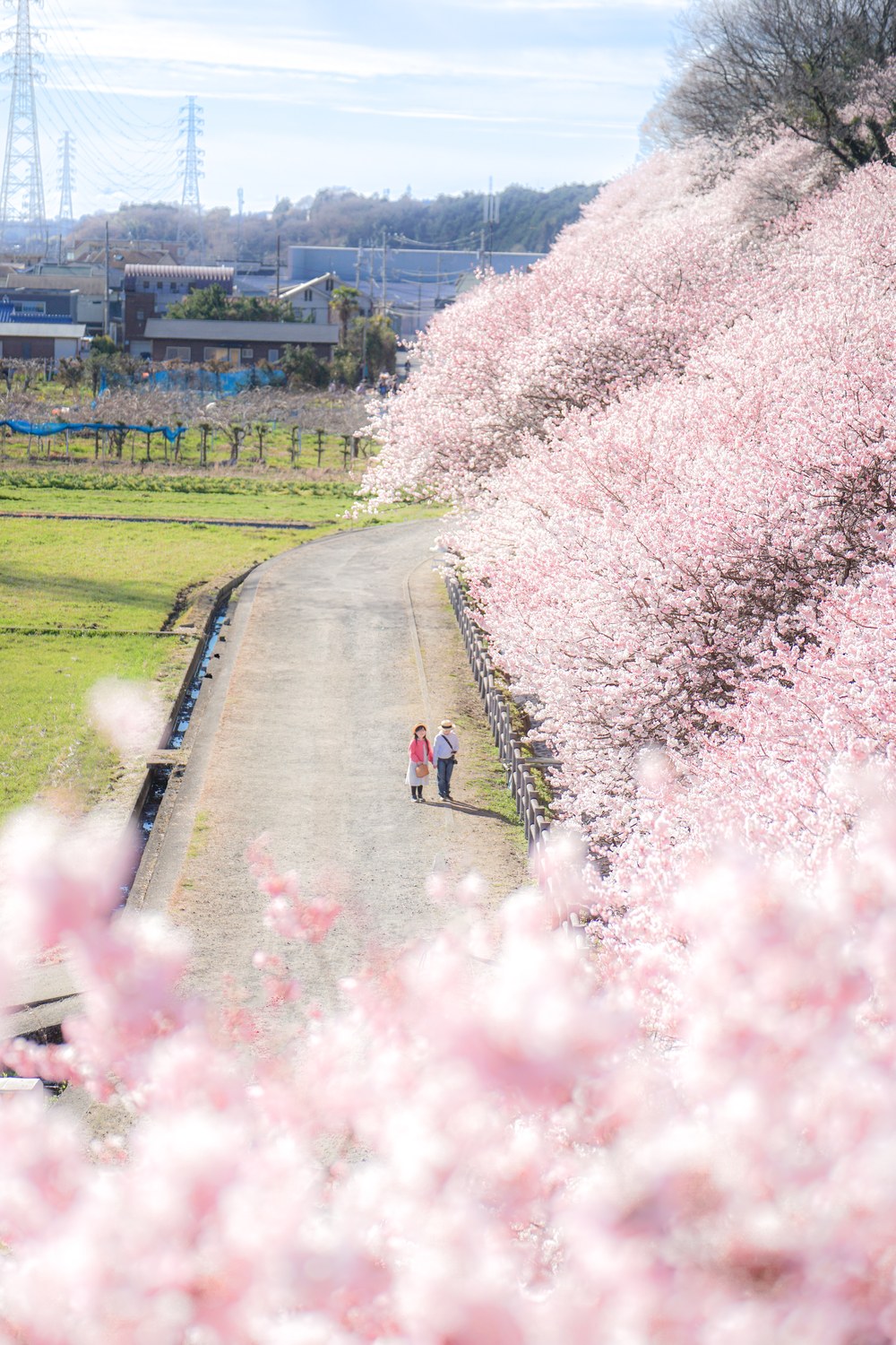 2026年入賞『一ノ堰ハラネ春めき桜まつり』。神奈川県南足柄市 一ノ堰ハラネで撮影。@mii_akkunさま