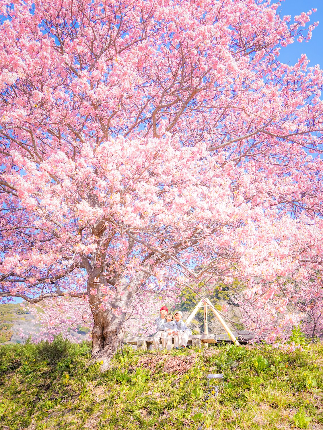2026年大賞『大きな桜の木の下で』。静岡県南伊豆町 みなみのさくらと菜の花まつりで撮影。@mikumikumokoさま