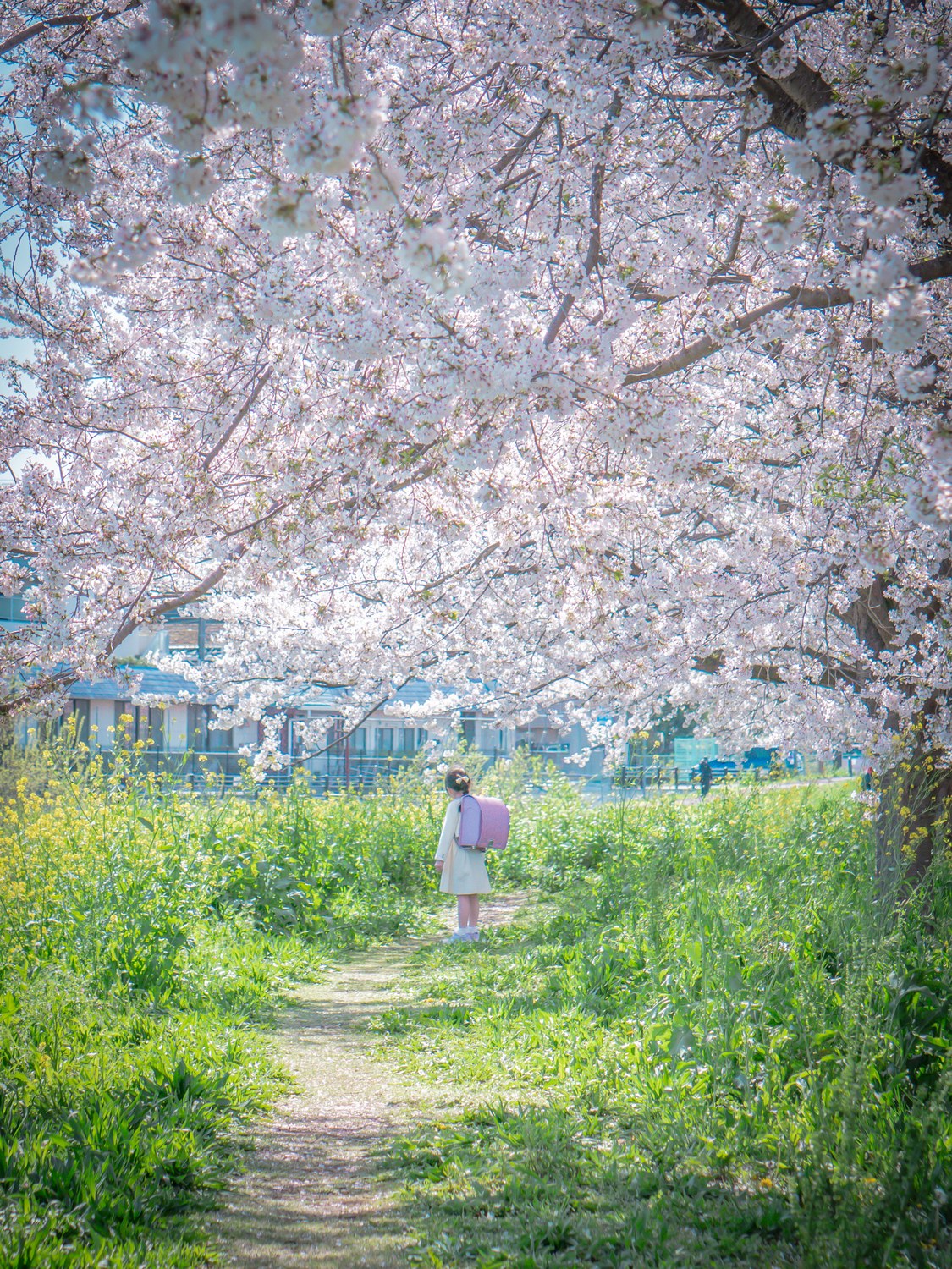 2026年大賞『Spring Day 〜さくら色のランドセル〜』。千葉県柏市 大堀川沿いで撮影。@niwaka_portraitさま