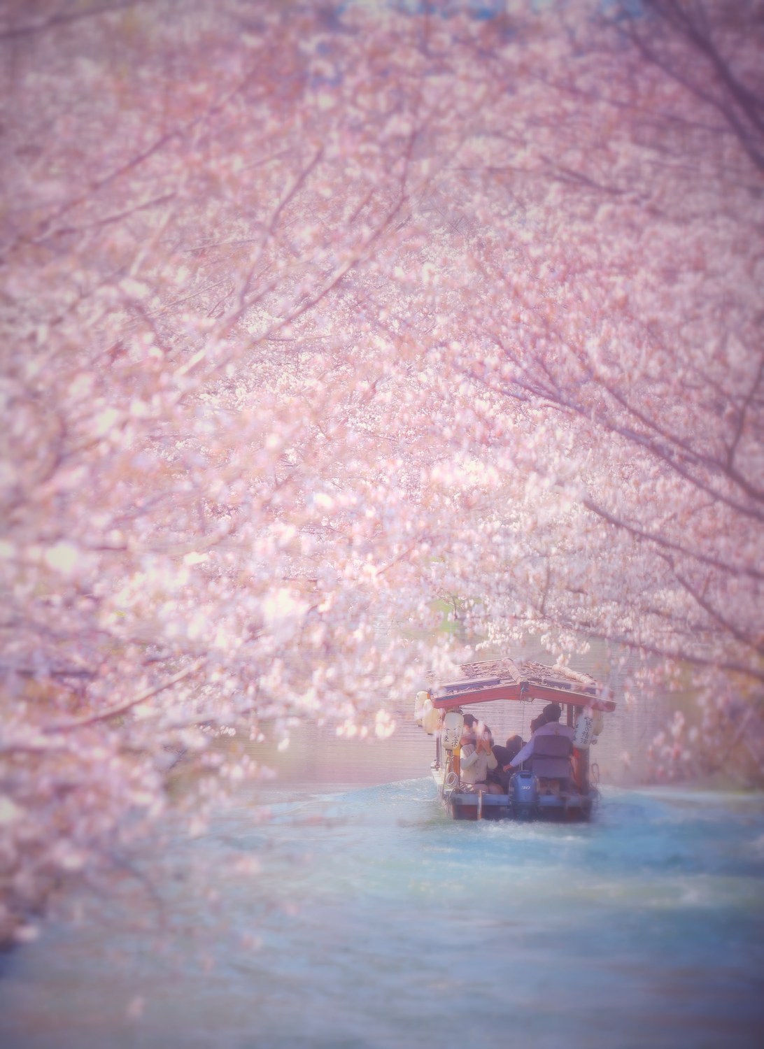 2026年イカリ大賞『白昼夢〜🌸』。京都府京都市 伏見十石舟で撮影されたさくらの受賞作品。@t.zunko53さま
