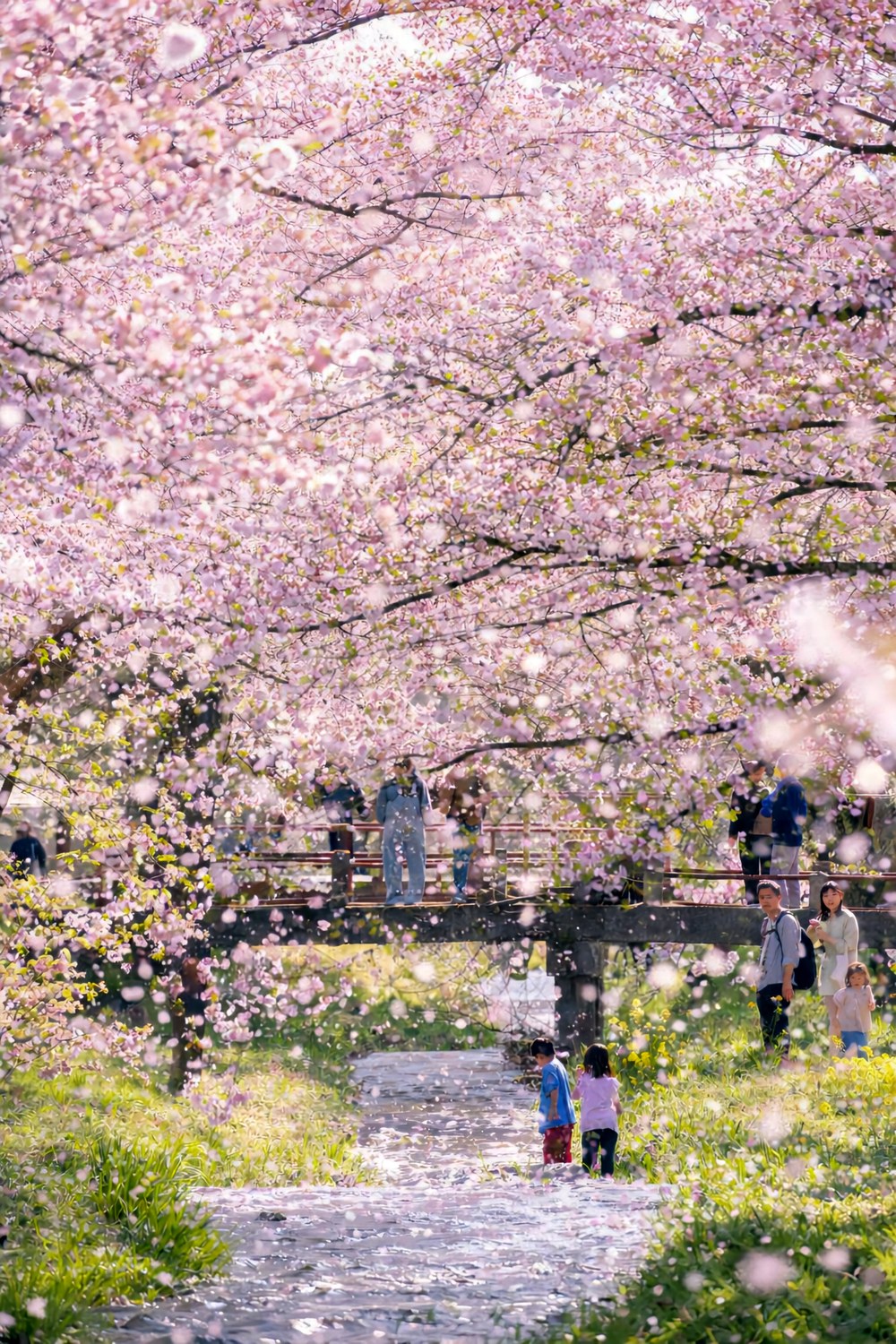 2026年大賞『春風に包まれて』。福島県耶麻郡 観音寺川桜並木で撮影。@yamapon.8000さま