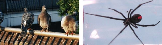 外来種・不快害虫・有害鳥獣、他