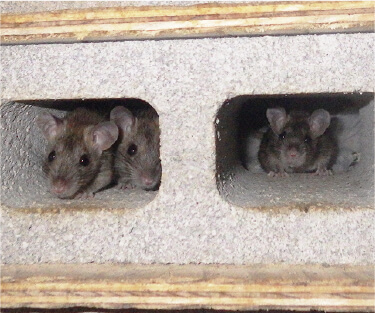 ブロックの中に隠れるネズミ（集団飼育室内）