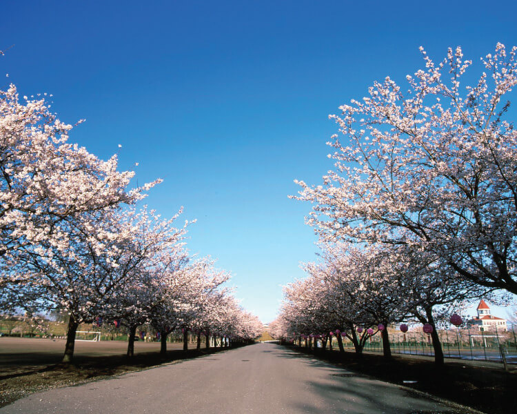 渡良瀬運動公園の桜並木