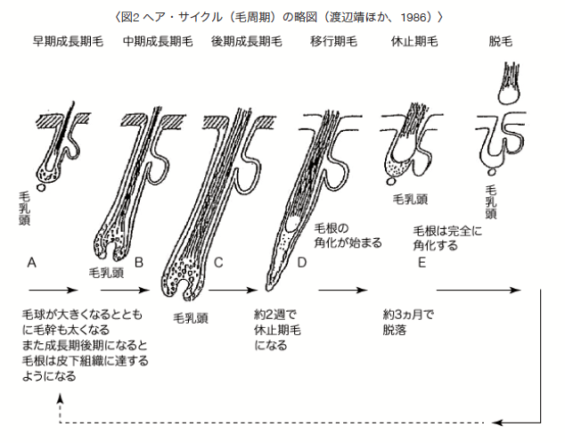 〈 図2 ヘア・サイクル（毛周期）の略図（渡辺靖ほか、1986） 〉