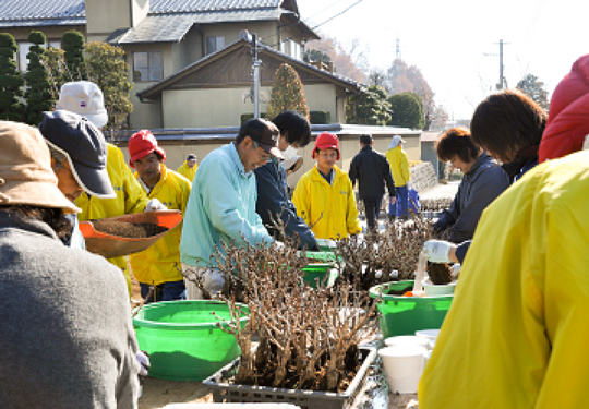 鉢植え出荷準備（社会福祉法人の皆様）